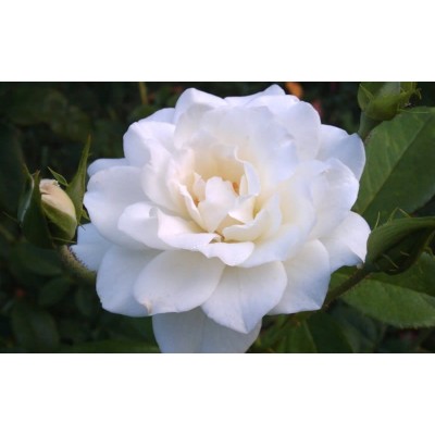 Floribunda Rose Iceberg